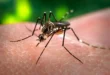 Chinese scientists use intestinal bacteria to prevent mosquito-borne diseases