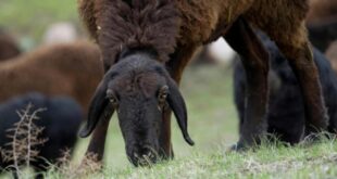 Giant sheep help Tajikistan cope with climate change