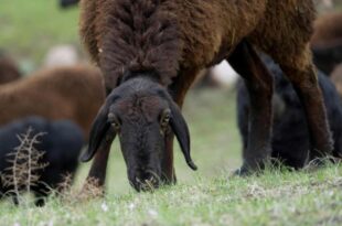 Giant sheep help Tajikistan cope with climate change