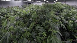Justice Dept plans to reschedule marijuana as a low-risk drug