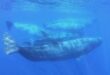 Scientists document unusual 'phonetic alphabet' of sperm whales