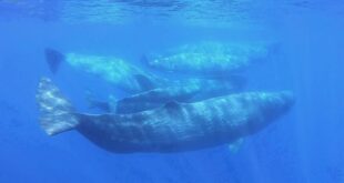 Scientists document unusual 'phonetic alphabet' of sperm whales