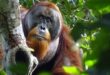 The use of medicinal plants by orangutans to treat wounds is of interest to scientists