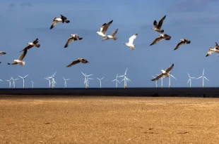 This trick makes wind farms more bird-friendly