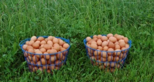 Why are brown eggs more expensive than white eggs Blame the birds